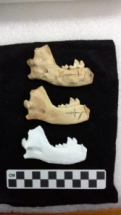 De cima para baixo, uma mandíbula de cão que fora escavada, uma réplica pintada da mandíbula e uma réplica “nua” exibidas na exposição "Starving Time", em Jamestown (imagem cortesia VCU)